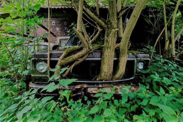 Abandoned vehicle bursting with foliage. Author: Jonk Photography