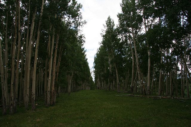 Schmid Ranch, hiking trail. Author: LivinTheDream CC BY 2.0