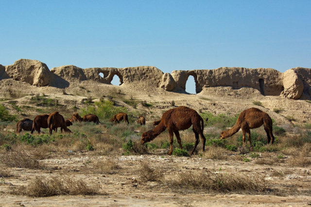 Camels and Merv ruin in the background.Author: Kalpak Travel CC BY 2.0