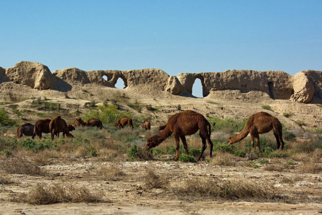 Camels and Merv ruin in the background.Author: Kalpak Travel CC BY 2.0