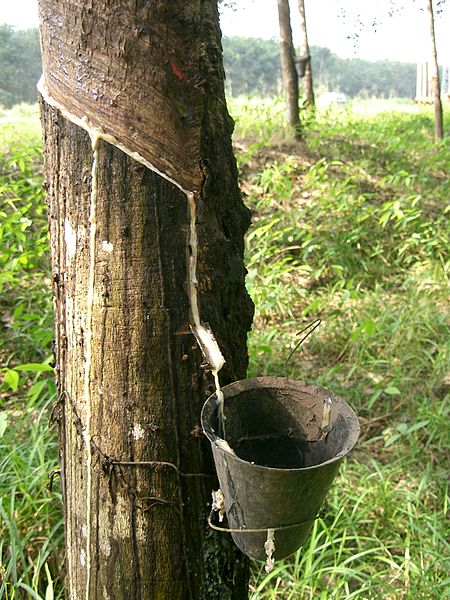 Latex collected from a tree to make a natural rubber. Author: PRA CC BY-SA 3.0