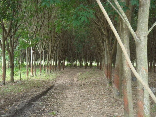 Rubber tree plantation. Author: 松岡明芳 CC BY-SA 3.0