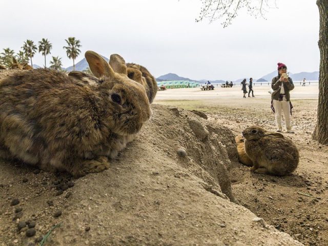 A group of rabbits rest near the beach at Okunoshima, or “Rabbit Island,” Japan.