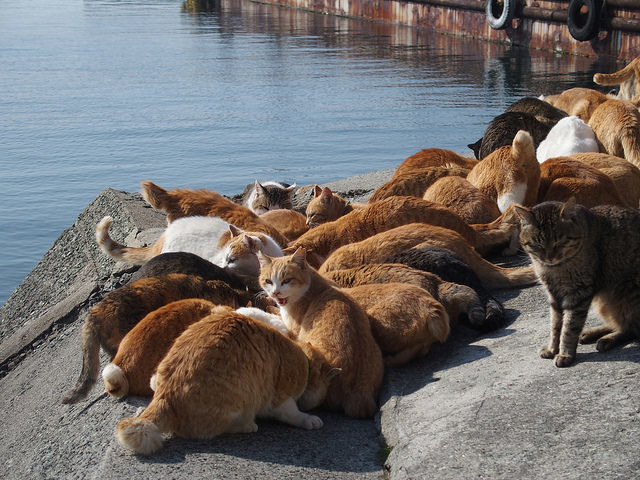 The cat population is now larger than the human population on the island. Some claim that it was them who protected the island in the events of the Tohoku earthquake and tsunami in 2011.Author: Sayoko Shimoyama CC BY 2.0