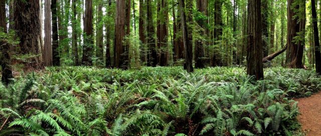 Del Norte County Stout Grove State Park.Author: Ray Bouknight CC BY 2.0