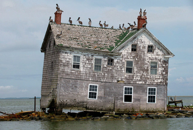 The seabirds were the only residents of the last house on Holland Island, May 2010. Author: baldeaglebluff CC BY-SA 2.0