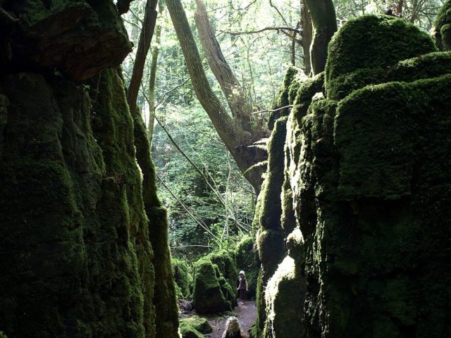 Moss-covered rocks in Puzzlewood Forest. Author:Trubble CC BY-SA 2.0
