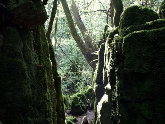 Moss-covered rocks in Puzzlewood Forest. Author:Trubble CC BY-SA 2.0