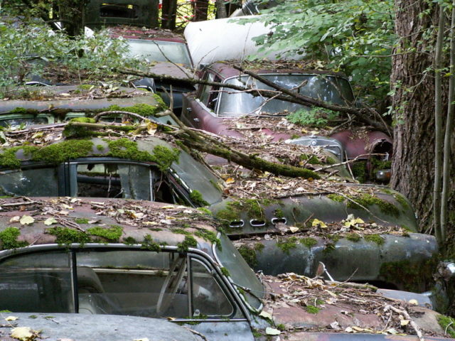 Moss all over. Photo Credit: Netpilots, CC BY-SA 3.0