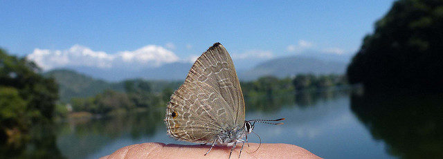 Smith’s blue butterfly. Author: Mike Darlow CC BY 2.0