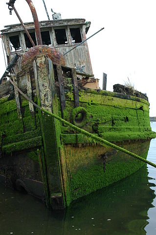 Drowned in moss/ Author: Wonderlane – CC BY 2.0
