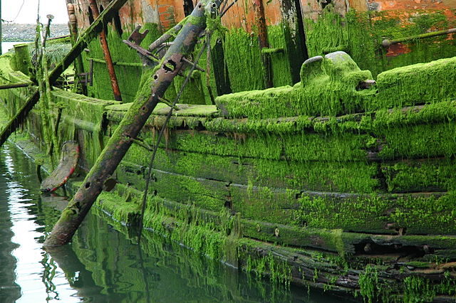 The Mary D. Hume is a relic of long abandoned fishing and coastal culture/ Author: Wonderlane – CC BY 2.0