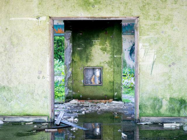Green algae growing on the walls. Author: Ajay Suresh CC BY 2.0
