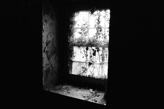 Forgotten and overgrown window. Author: Dan Grogan CC BY 2.0