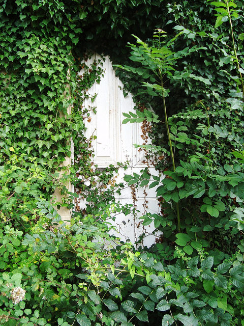 The overgrown door to the lodge. Author: bazzadarambler CC BY 2.0