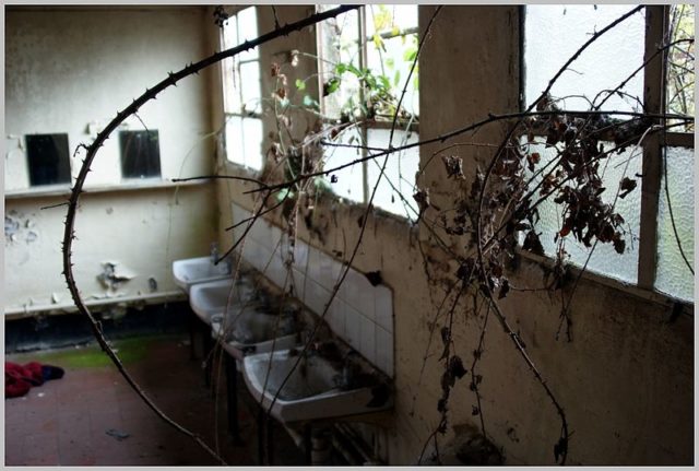 Vegetation finds its way through the window. Author: Skin – ubx CC-BY 2.0