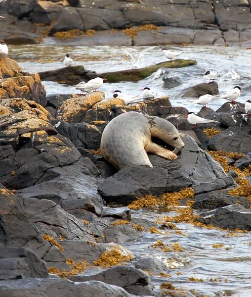 A Grey Seal. Author: Paul McIlroy CC BY-SA 2.0