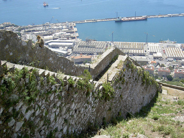 Charles V Wall and a monkey resting. Author: Larry Wentzel CC BY 2.0