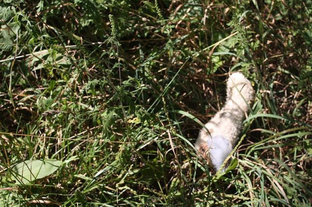 Teddy’s arm lost in the grass. Author: Christine Zenino CC BY 2.0