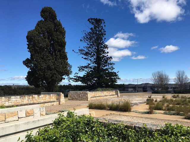The remaining Italian Cypress/ Author: Roslyngardens CC BY-SA 4.0