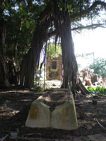 The early beginnings of sugar production in the Hawaiian Islands.
