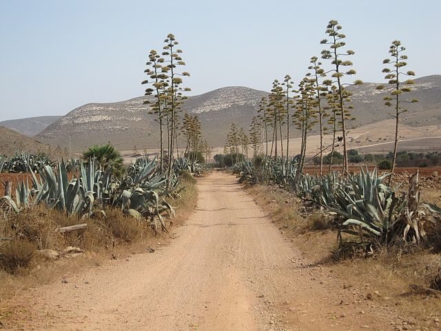 The main road leading to Cortijo del Fraile. Author: Hanarko CC BY-SA 4.0