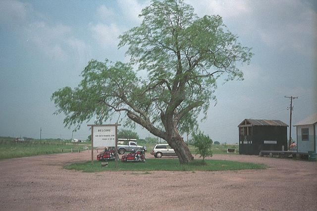 Tree surrounded by a circular gravel road
