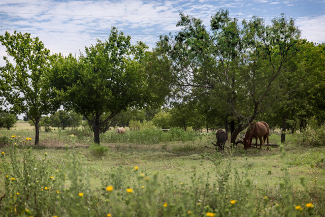 Horses grazing in the grass