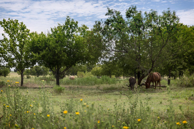 Horses grazing in the grass