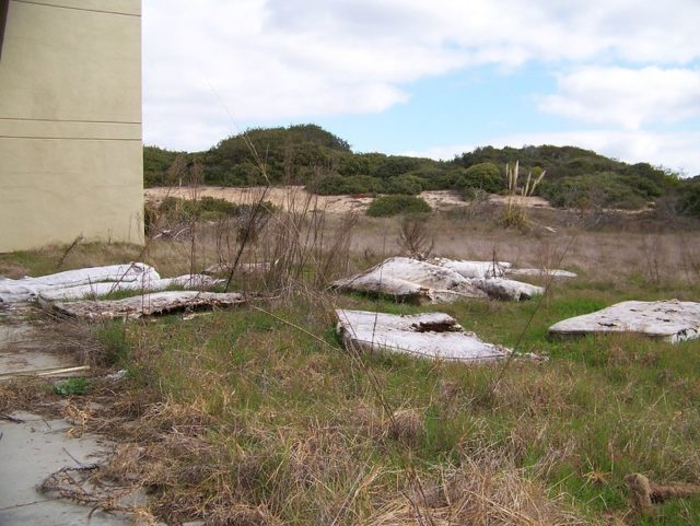 Old mattresses lying in tall grass