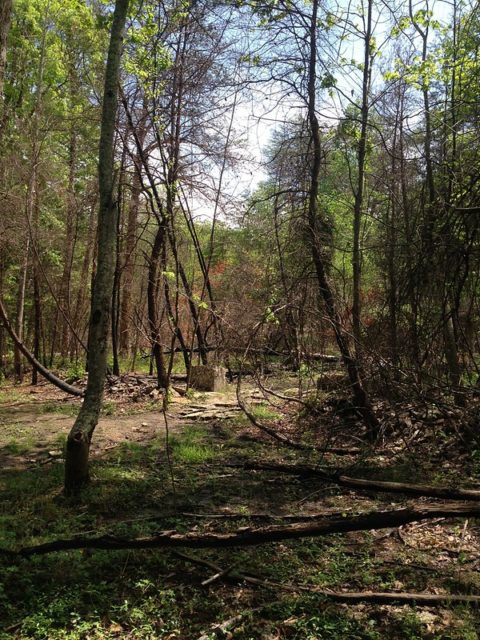Ruins of Corpsewood Manor