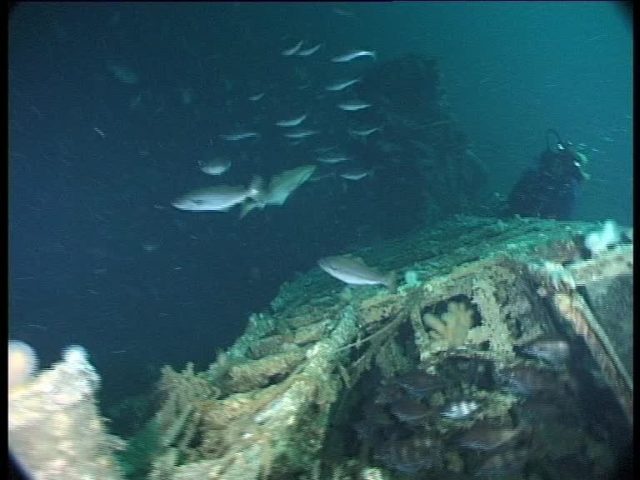 Foredeck largely intact with conning tower in distance. Greg crawling along the wreck towards me. by now the current was running really quickly (Innes McCartney).