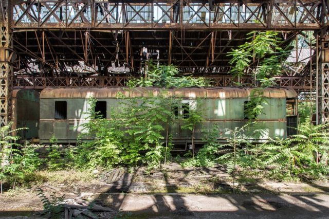 Sun-dappled ferns springing forth around metal and glass. Author: Jonk Photography