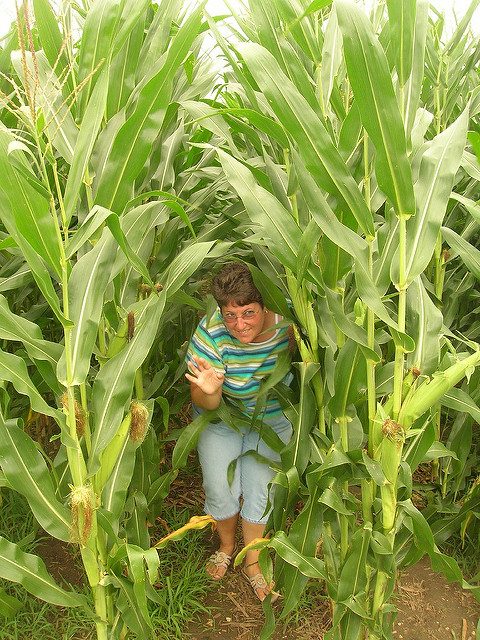 The corn field of Field of Dreams.Author: Justin Brockie CC BY 2.0