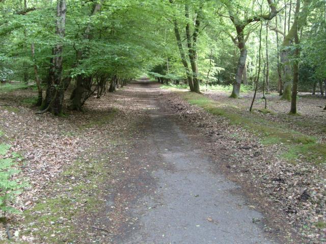 Abandoned forest road. Author: John Leeming CC BY-SA 2.0