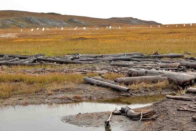 Whalers’ graveyard. Author: Ansgar Walk  CC BY-SA 3.0