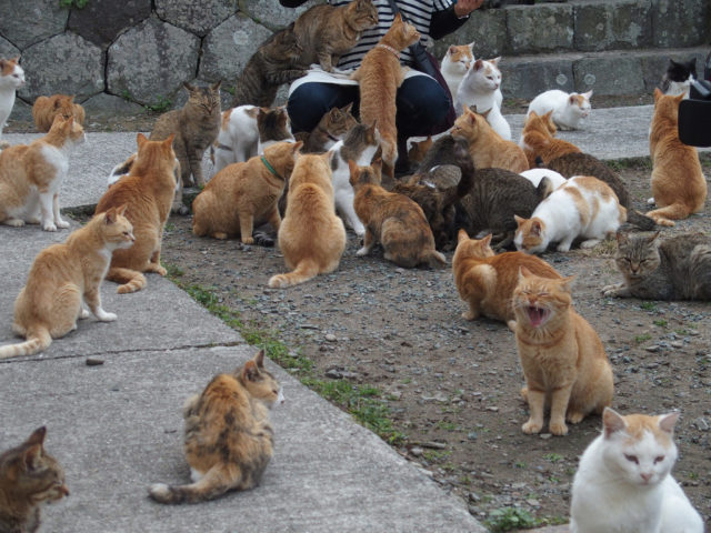 In Japanese culture, it is believed that cats bring good luck. So, residents and tourists who come to Tashirojima every year have the luxury to lose themselves in a swarm of lucky charms.Author: Sayoko Shimoyama CC BY 2.0