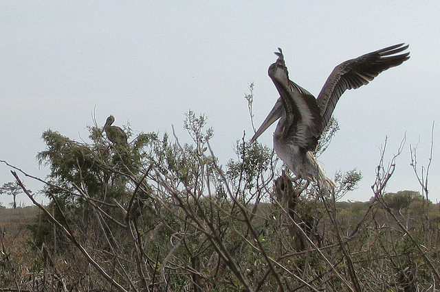 The seabirds were the last residents of the island. Author: baldeaglebluff CC BY-SA 2.0