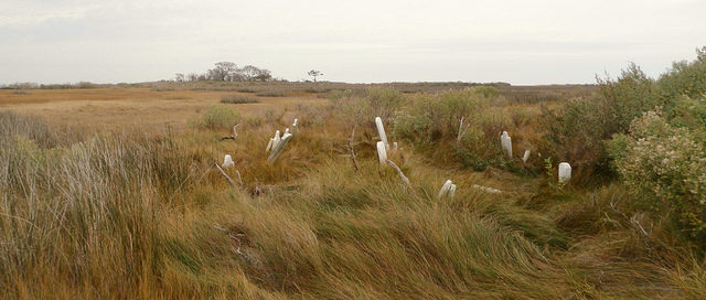 Abandoned graveyard on Holland Island in Chesapeake Bay in 2010. Author: baldeaglebluff CC BY-SA 2.0