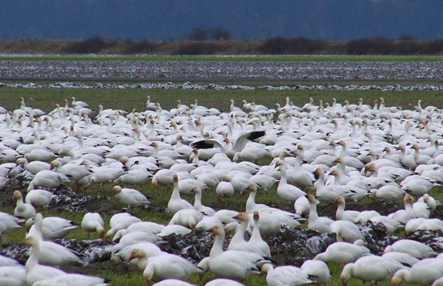 Snow geese in a corn field. Author: Lhb1239 CC BY-SA 3.0