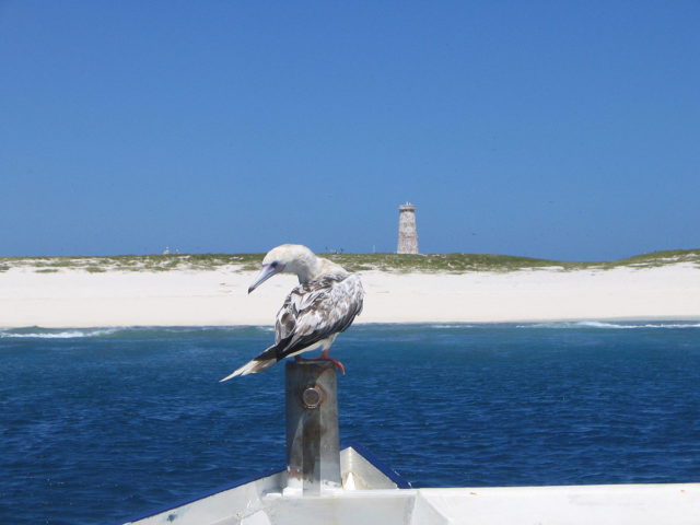 Baker Island coastline with red-footed booby. Photo Credit: Joann94024, CC BY-SA 3.0