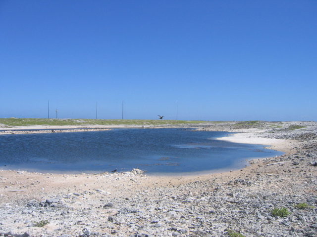 Brown noddies with radio masts in the background. Photo Credit:  Joann94024, CC BY-SA 3.0