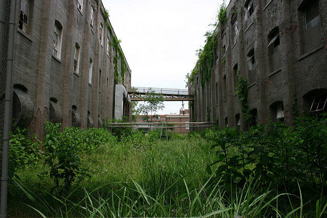 Overgrown vegetation. Author: Alison Groves CC BY-ND 2.0