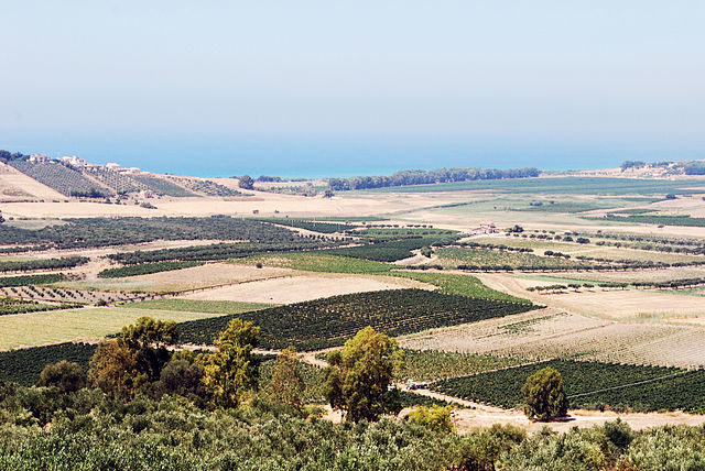 Vineyards and olive groves stretch to the Mediterranean along the Belice Valley. Author: Thomas CC BY-SA 2.0