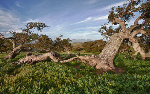 Old Coast Live Oak at Fort Ord. Author: Bureau of Land Management CC BY 2.0