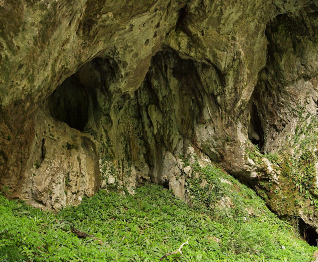 Plants on the outer side of Škocjan Cave. Author: Tiia Monto CC BY-SA 3.0
