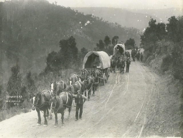Horse Teamsters near Walhalla, Victoria, 1910