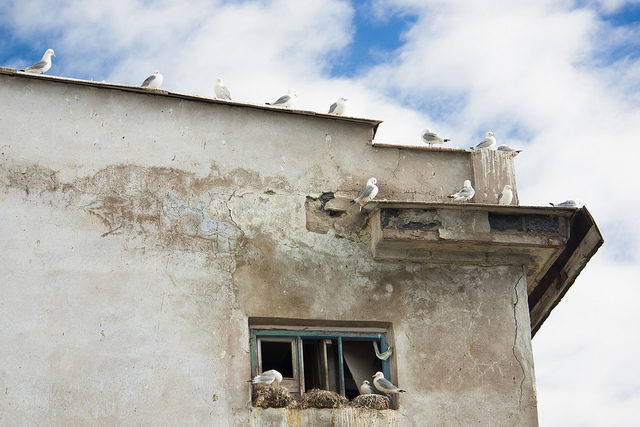 Where seagulls find their peace. Photo Credit: Kitty Terwolbeck, CC BY 2.0