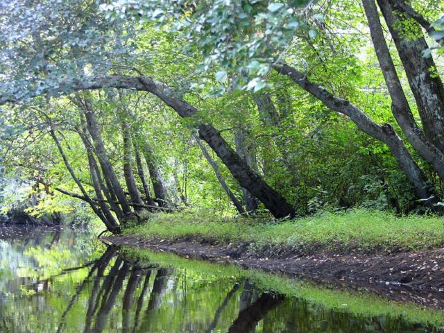 Batsto River flowing through Batsto Village. Photo Credit