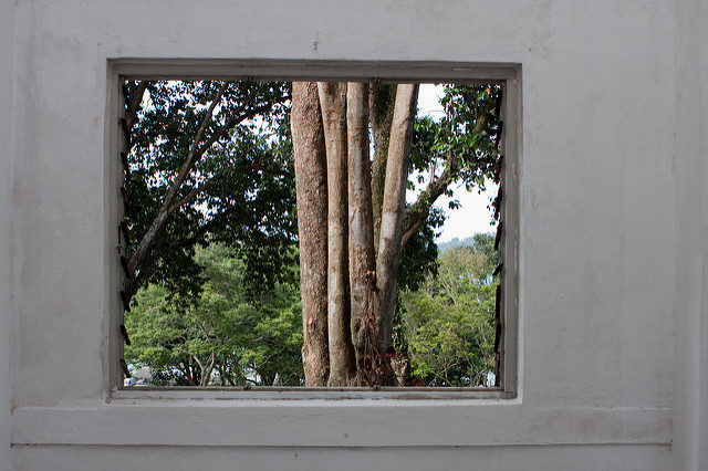 A tree outside the window. Author: Brian Jeffery Beggerly CC BY 2.0